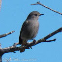 Black Redstart; Colirrojo Tizón