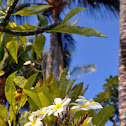 Plumeria