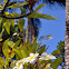 Plumeria