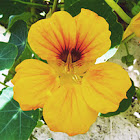 Alcaparra (Caper)