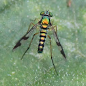 Green Long Legged Fly