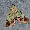 Dimorphic Macalla Moth