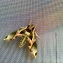Pandora Sphinx