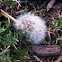 Texas dandelion