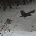 Common Raven