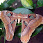 Atlas moth