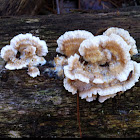 Turkey Tail