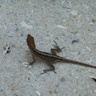 Brown Anole