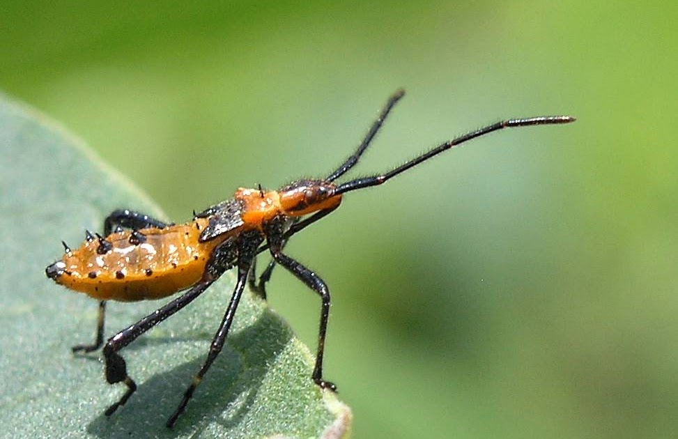 Nature in the Ozarks LeafFooted Bug Nymph