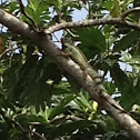 Green iguana