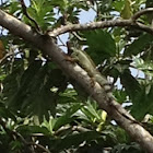 Green iguana