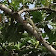 Green iguana