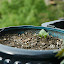 Borage Seeds