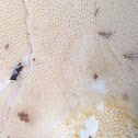 Dryads saddle