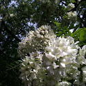Black Locust
