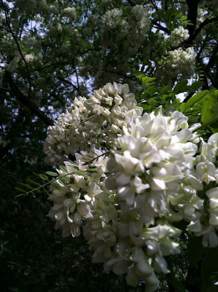 Spotting Image 1