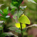 Cloudless sulphur