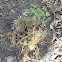 Fennel