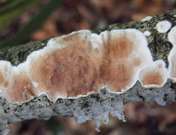 Spotting Image 1