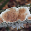 crust fungus