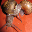 Garden Snail