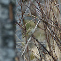 Willow Warbler
