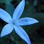 Isotoma (old genus)