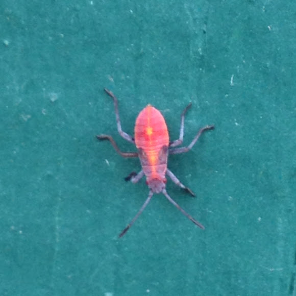 Spotting Image 1