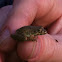 Cajun chorus frog