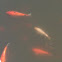 Koi