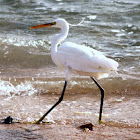 Western Reef Heron