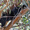 (Male) Great-tailed Grackle