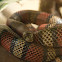 False coral snake