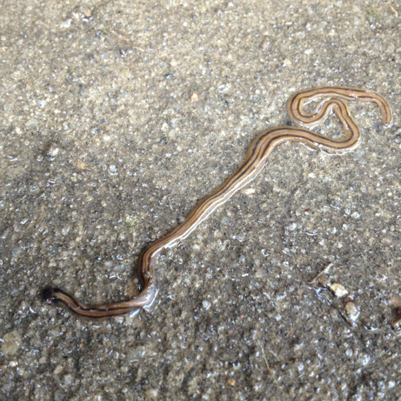 Hammerhead Slug Project Noah