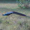 Indian Peafowl