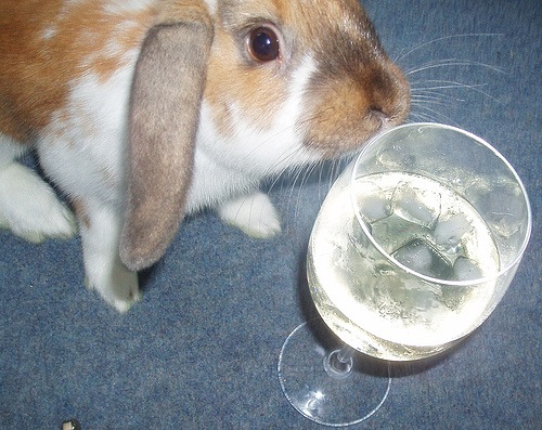 [bunny wine 1[3].jpg]