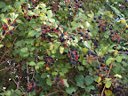 blackberries.JPG 