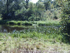 blenheim_palace_lake_1.JPG 