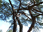branches_2.JPG 