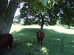 S4302070.JPG Bull in Field