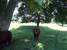 S4302070.JPG Bull in Field