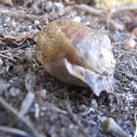 Caracol