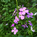 Damask Violet
