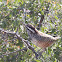 Cactus Wren