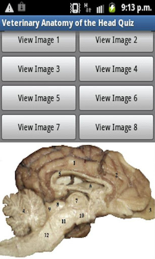 【免費醫療App】Vet Anatomy Of The Head Quiz-APP點子