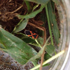 Box elder beetle