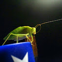 Lesser angle-winged katydid