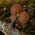 Judas' Ear Fungus