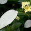 Dwarf Mussaenda