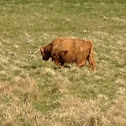 Highland cow